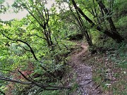 31 Cammino nel bosco al fresco dell'ombra oggi che fa caldo 